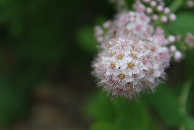 Spiraea alba