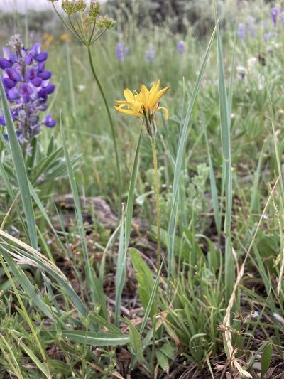 Agoseris parviflora, photographed by Cecelia Alexander