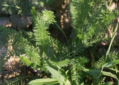 Achillea millefolium, photographed by Anastasia_Surkova