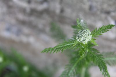 Achillea millefolium, photographed by Michelle Norcéide