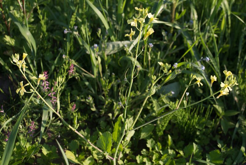 Raphanus raphanistrum, photographed by Anastasia_Surkova