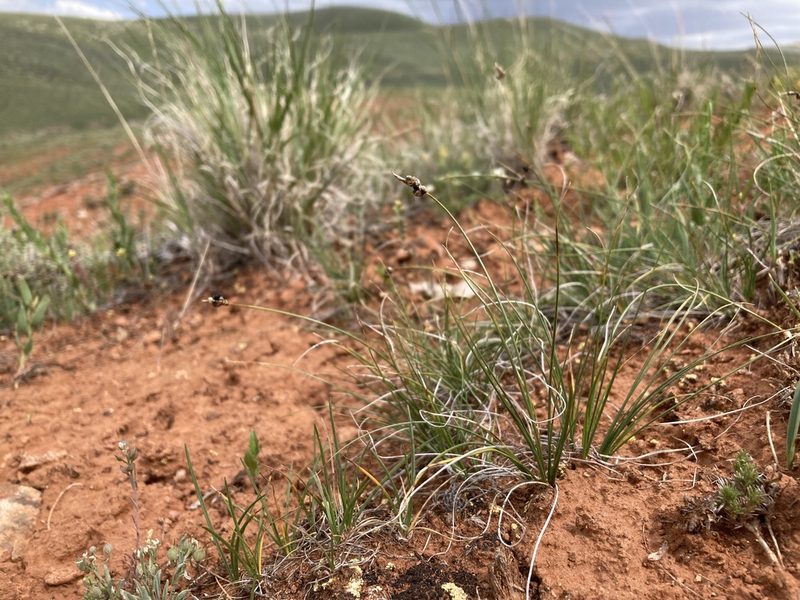 Carex filifolia, photographed by Cecelia Alexander