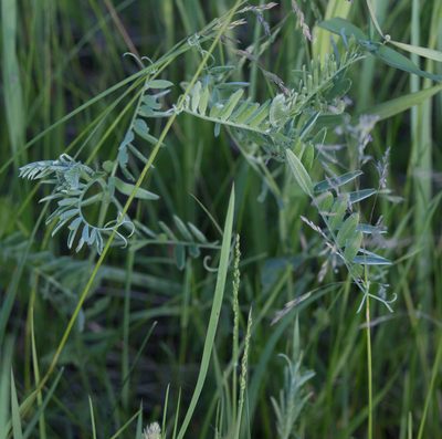 Vicia cracca, photographed by Anastasia_Surkova