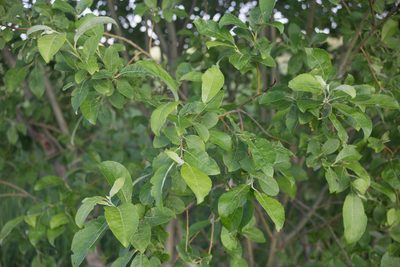 Salix caprea, photographed by Anastasia_Surkova