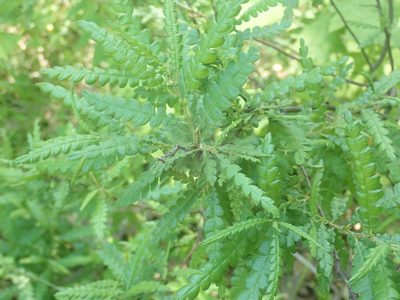 Comptonia peregrina, photographed by Lynn Harper