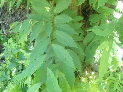 Castanea dentata, photographed by Lynn Harper