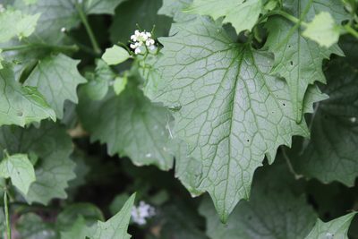 Alliaria petiolata