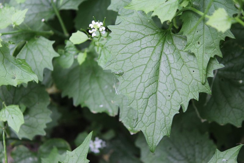 Alliaria petiolata, photographed by Michelle Norcéide