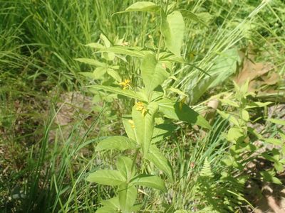 Lysimachia quadrifolia, photographed by Lynn Harper