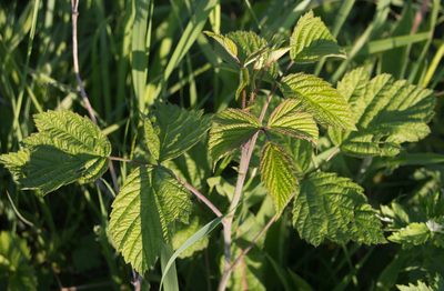 Rubus caesius, photographed by Anastasia_Surkova
