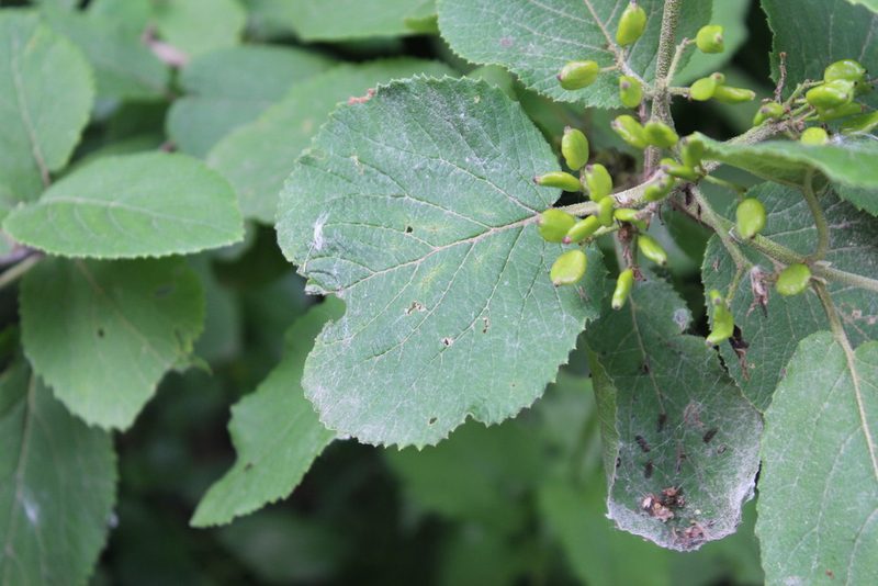 Viburnum lantana, photographed by Michelle Norcéide