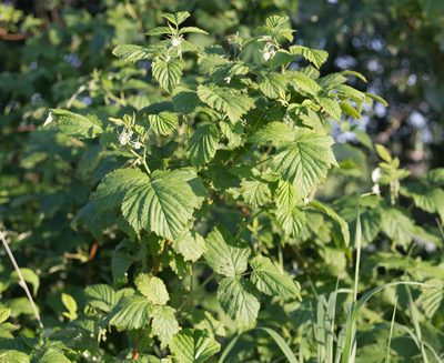 Rubus idaeus, photographed by Anastasia_Surkova