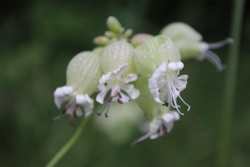 Silene vulgaris, photographed by Michelle Norcéide