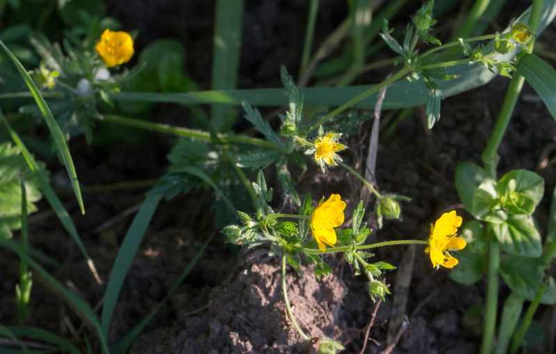 Potentilla thuringiaca, photographed by Anastasia_Surkova