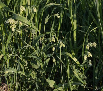 Silene vulgaris, photographed by Anastasia_Surkova