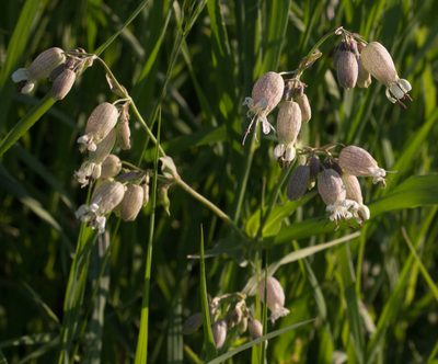 Silene vulgaris, photographed by Anastasia_Surkova