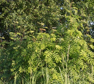 Sorbus aucuparia, photographed by Anastasia_Surkova