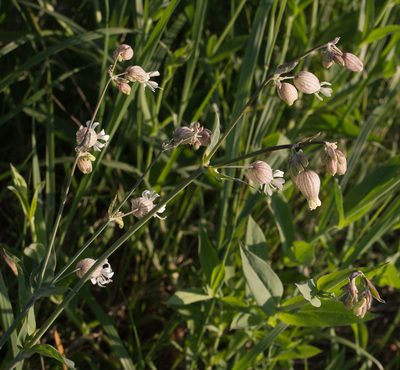 Silene vulgaris, photographed by Anastasia_Surkova
