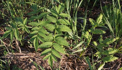 Angelica sylvestris
