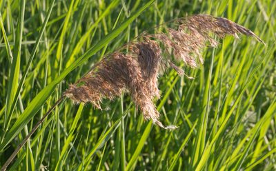 Phragmites australis, photographed by Anastasia_Surkova