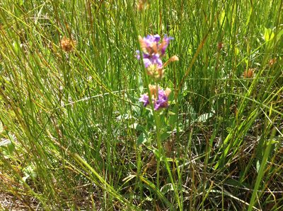 Penstemon rydbergii, photographed by rickr