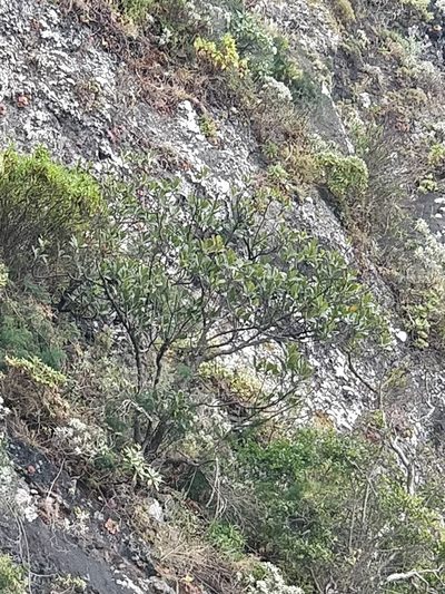 Sideroxylon mirmulano, photographed by Vítor Jorge