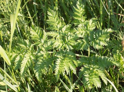 Anthriscus sylvestris, photographed by Anastasia_Surkova