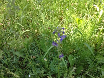 Polemonium occidentale, photographed by rickr
