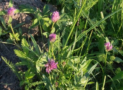 Trifolium pratense, photographed by Anastasia_Surkova