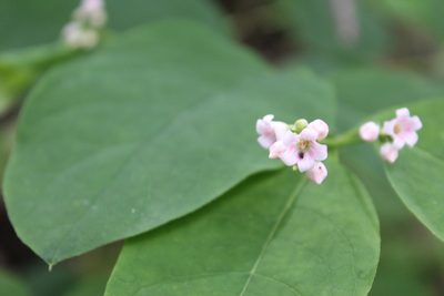 Apocynum androsaemifolium