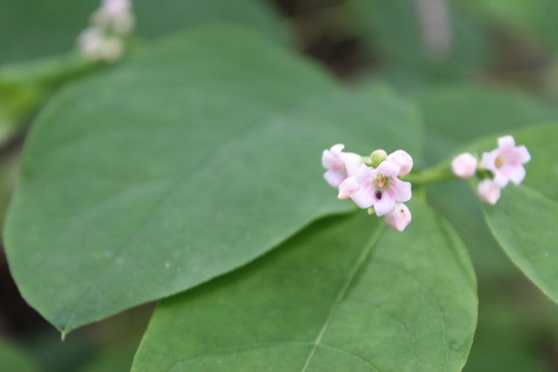 Apocynum androsaemifolium, photographed by Michelle Norcéide