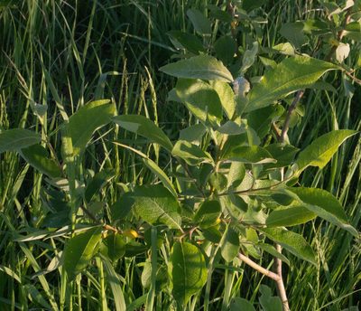 Salix caprea, photographed by Anastasia_Surkova