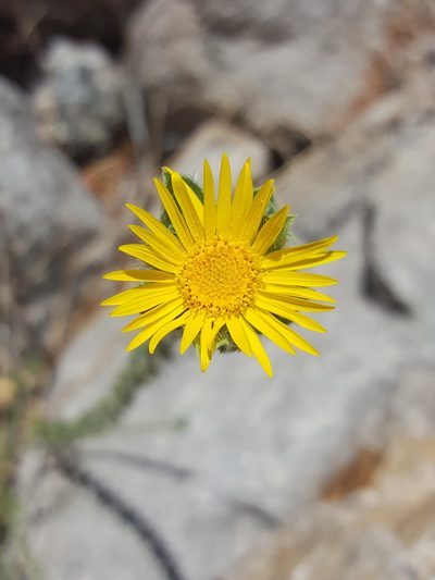 Heterotheca fulcrata, photographed by Alex Abair