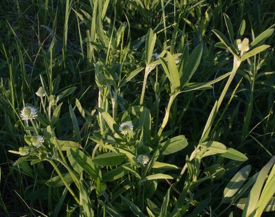 Trifolium montanum, photographed by Anastasia_Surkova