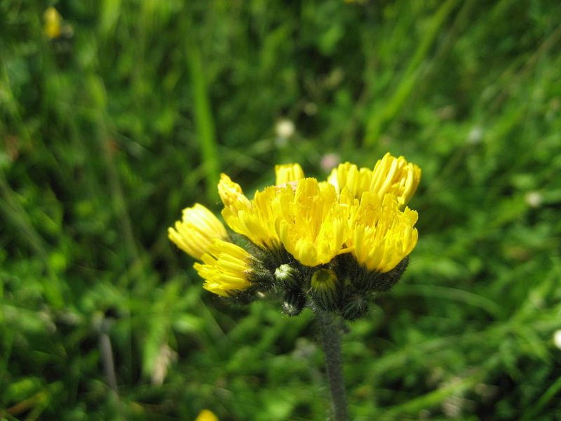 Pilosella caespitosa, photographed by rboles