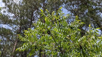 Rhus copallinum, photographed by Joseph Aubert