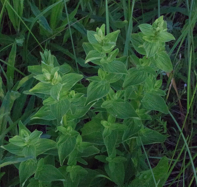Hypericum maculatum, photographed by Anastasia_Surkova