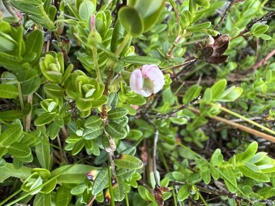 Vaccinium macrocarpon, photographed by Annie Weissman