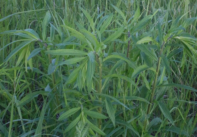 Solidago canadensis, photographed by Anastasia_Surkova