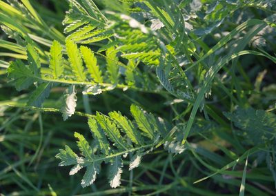 Tanacetum vulgare, photographed by Anastasia_Surkova