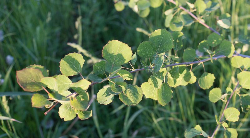 Populus tremula, photographed by Anastasia_Surkova