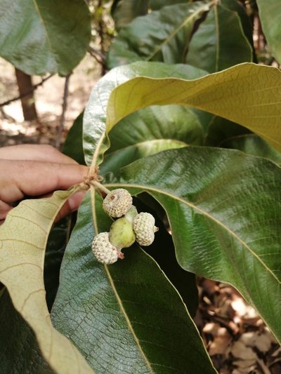 Quercus magnoliifolia, photographed by Ulises Pinedo