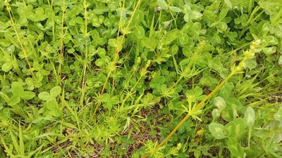 Galium mollugo