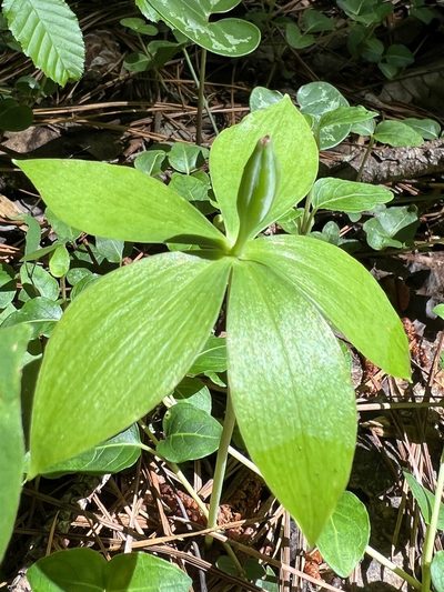 Isotria medeoloides, photographed by Anne Parker