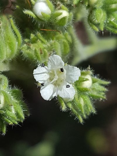 Phacelia rupestris, photographed by Alex Abair