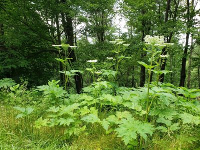 Heracleum maximum
