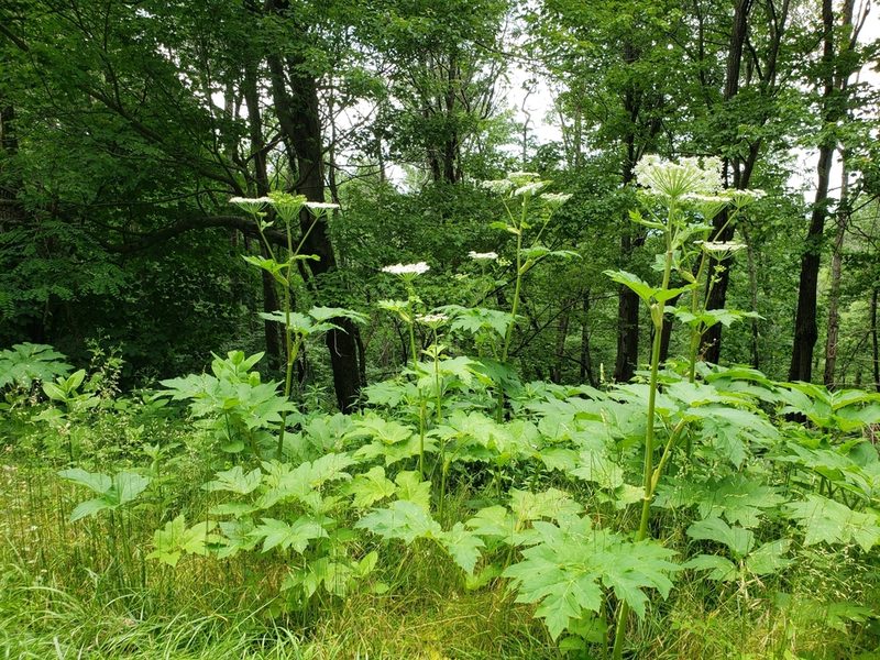 Heracleum maximum, photographed by lisebsb