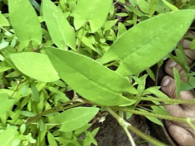 Persicaria sagittata