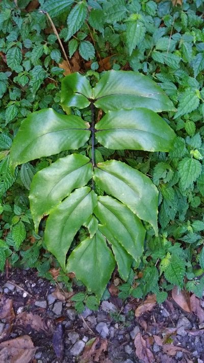 Cyrtomium macrophyllum, photographed by Cynthia Su