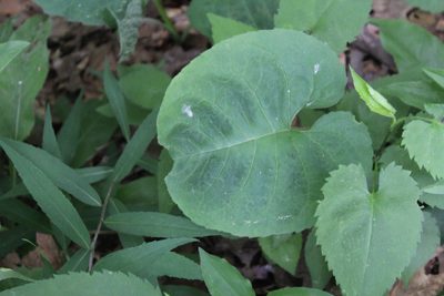 Symphyotrichum cordifolium